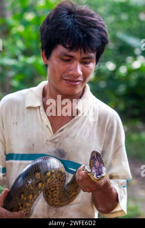 Un anaconda vert sauvage, Eunectes murinus, parc national de l'Amazonie, Loreto, Pérou. L'anaconda vert (Eunectes murinus), également connu sous le nom d'anaconda géant, Banque D'Images