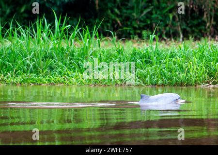 Dauphins roses d'eau douce dans l'un des affluents de l'Amazone à Iquitos à environ 40 kilomètres près de la ville de l'Indiana. Dans sa jeunesse ces dauphins Banque D'Images