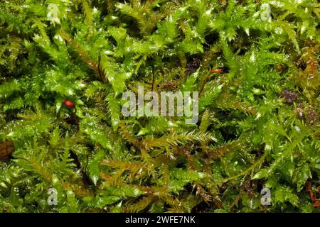 Brachythecium rutabulum (mousse de plumes à tige rugueuse) est une mousse commune que l'on trouve sur les rochers, les murs et dans les prairies et les marais. Banque D'Images