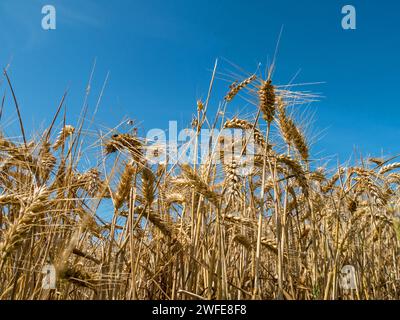 Gros plan d'épis mûrs de céréales d'orge prêtes pour la récolte contre le ciel bleu dans le champ de maïs de la ferme en août, Leicestershire, Angleterre, Royaume-Uni Banque D'Images