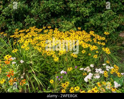 Rudbeckia fulgida var. jaune Fleurs de Deamii (Susan aux yeux noirs, coneflower de Deam), Derbyshire, Angleterre, Royaume-Uni Banque D'Images