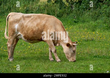 Jeune vache à cornes brun clair paissant dans un pré avec des fleurs Banque D'Images
