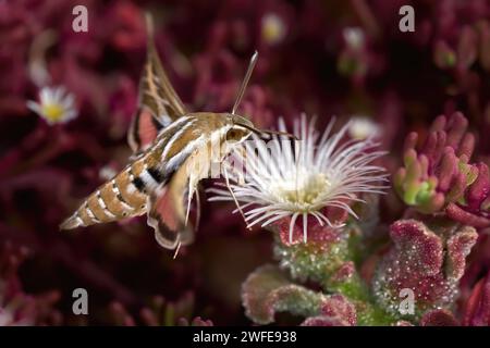 Le Hawk-Moth rayé (Hyles livornica) aspire le nectar de la plante de glace commune en fleurs Banque D'Images