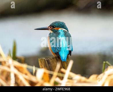 Martin-pêcheur mâle (alcedo atthis) perché dans un habitat naturel, Linlithgow, Écosse. Banque D'Images