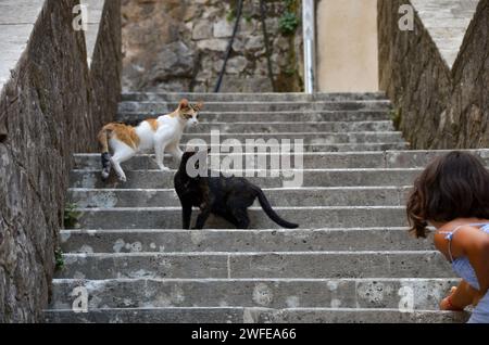 Adorables chats à Kotor, Monténégro. Banque D'Images