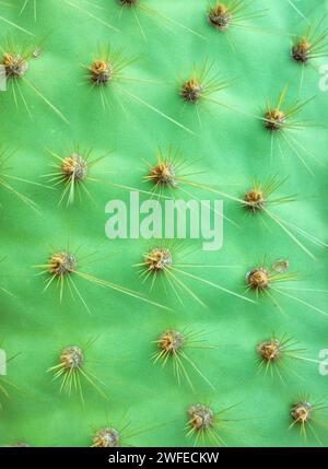 Photo en gros plan de Opuntia galapageia pad avec épines, mise au point sélective, fond de nature abstraite. Banque D'Images