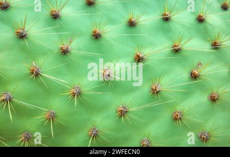 Photo en gros plan de Opuntia galapageia pad avec épines, mise au point sélective, fond de nature abstraite. Banque D'Images