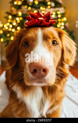 Nova Scotia Duck Tolling Retriever devant un arbre de Noël Banque D'Images