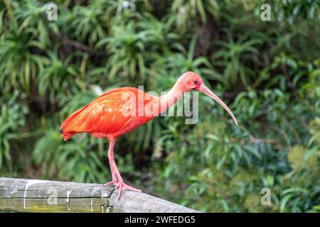 Scarlet Ibis perché sur une poutre en bois. Également connu sous le nom de Red Ibis. Le nom scientifique est Eudocimus ruber. Banque D'Images