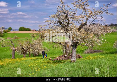 Cerisiers en fleurs en Suisse franconienne, Allemagne près de Kalchreuth/Nuremberg, Allemagne Banque D'Images