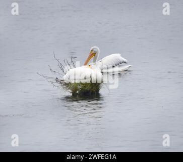 Un pélican blanc américain est assis sur le nid, tandis que son partenaire patrouille. Ils sont sur Young's Bay, Astoria dans l'Oregon. Banque D'Images