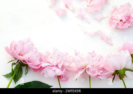 Fraîches et vives, les pivoines roses créent un spectacle vibrant sur une table blanche, rayonnant la joie du printemps. Vue de dessus avec espace pour le texte. Espace vide pour Banque D'Images