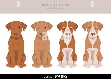 Pharaon chien chiot clipart. Différentes poses, couleurs de manteau définies. Illustration vectorielle Illustration de Vecteur