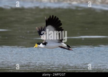 Plover masqué, Vanellus Miles, en vol avec des éperons visibles au-dessus de la rivière, Nelson, Île du Sud, Nouvelle-Zélande Banque D'Images