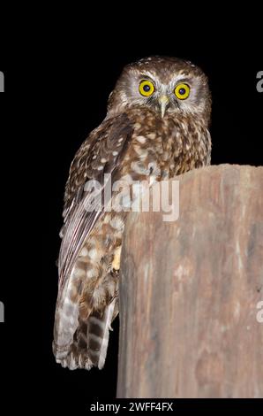 Morepork Owl, Ninox novaeseelandiae, endémique de Nouvelle-Zélande, Nelson, Île du Sud, Nouvelle-Zélande Banque D'Images