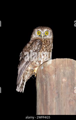 Morepork Owl, Ninox novaeseelandiae, endémique de Nouvelle-Zélande, Nelson, Île du Sud, Nouvelle-Zélande Banque D'Images