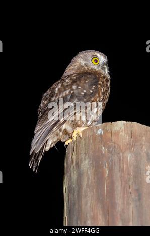 Morepork Owl, Ninox novaeseelandiae, endémique de Nouvelle-Zélande, Nelson, Île du Sud, Nouvelle-Zélande Banque D'Images