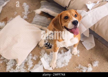 Chien méchant Beagle avec des oreillers déchirés et des rouleaux de papier toilette assis sur le sol dans le salon en désordre Banque D'Images