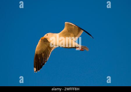 Gull en vol, Dee River State Park, Oregon Banque D'Images