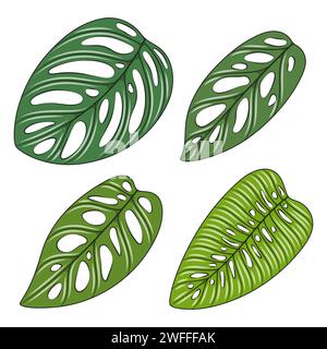 Ensemble d'illustration en couleur avec des feuilles de plante monstera creeper. Objets vectoriels isolés sur fond blanc. Illustration de Vecteur