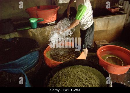 Un homme verse de l'eau dans une ferme de pousses de haricots à Jakarta, en Indonésie. Les germes de haricot mungo sont un légume culinaire qui, en raison de son adaptabilité et de ses bienfaits nutritifs, a depuis l’Antiquité été largement cultivé et consommé en Asie de l’est et du Sud-est, selon une équipe de chercheurs dirigée par Mohammad Zakerin Abedin (Département de botanique, Laboratoire de microbiologie, Université Jahangirnagar, Dhaka) dans un article publié en 2022 sur South Asian Journal of Research in Microbiology. Les haricots mungo peuvent être facilement germés en les mettant à l'ombre et en les arrosant jusqu'à germer, avec le... Banque D'Images