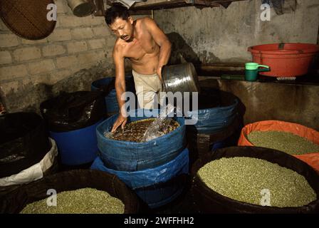 Un homme verse de l'eau dans une ferme de pousses de haricots à Jakarta, en Indonésie. Les germes de haricot mungo sont un légume culinaire qui, en raison de son adaptabilité et de ses bienfaits nutritifs, a depuis l’Antiquité été largement cultivé et consommé en Asie de l’est et du Sud-est, selon une équipe de chercheurs dirigée par Mohammad Zakerin Abedin (Département de botanique, Laboratoire de microbiologie, Université Jahangirnagar, Dhaka) dans un article publié en 2022 sur South Asian Journal of Research in Microbiology. Les haricots mungo peuvent être facilement germés en les mettant à l'ombre et en les arrosant jusqu'à germer, avec le... Banque D'Images