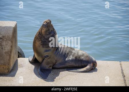 Otarie mâle dans le port de Mar del Plata, Buenos Aires.​ Banque D'Images