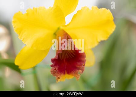 Orchidée jaune orange et bordeaux Banque D'Images