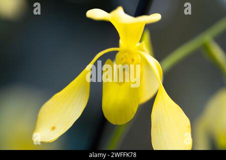 Fleur d'orchidée jaune Paphiopedilum lowii Banque D'Images