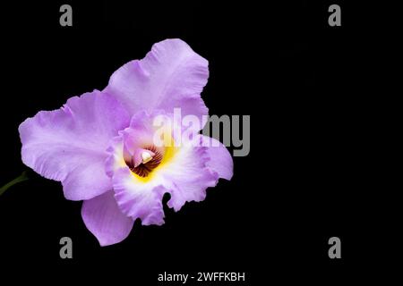 superbe orchidée jaune violet et blanche sur fond noir Banque D'Images