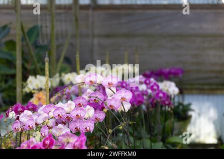 Rangée de belles orchidées Banque D'Images