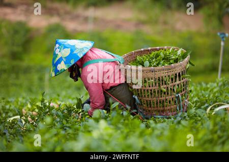 À travers le champ de thé vert, une agricultrice avec un chapeau conique coloré sur la tête récolte des feuilles de thé vert. Panier en bambou contenant des feuilles de thé vert Banque D'Images
