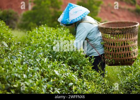 Bao Loc City, Vietnam : une agricultrice a un panier en bambou sur le dos et portant un chapeau conique cueille des feuilles de thé vert fraîches dans une plantation de thé en oreille Banque D'Images
