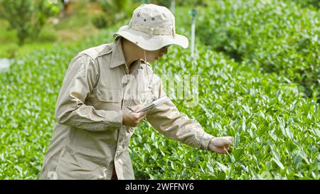 Le paysage d'une plantation de thé avec de nombreuses feuilles de thé vert frais. L'homme regarde une feuille qu'il tient, il a un stylo avec un cahier sur le sien Banque D'Images