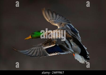 Canards colverts dans le bois inondé un jour d'hiver Banque D'Images