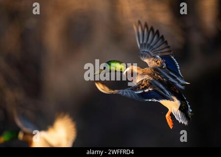 Canards colverts dans le bois inondé un jour d'hiver Banque D'Images