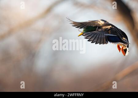 Canards colverts dans le bois inondé un jour d'hiver Banque D'Images