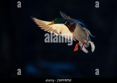 Canards colverts dans le bois inondé un jour d'hiver Banque D'Images