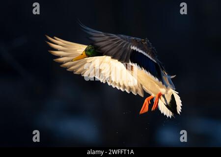 Canards colverts dans le bois inondé un jour d'hiver Banque D'Images