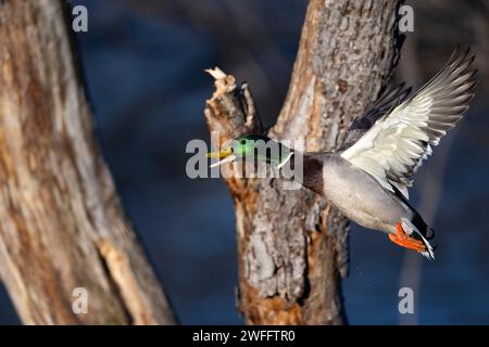 Canards colverts dans le bois inondé un jour d'hiver Banque D'Images