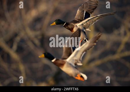 Canards colverts dans le bois inondé un jour d'hiver Banque D'Images