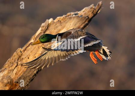 Canards colverts dans le bois inondé un jour d'hiver Banque D'Images