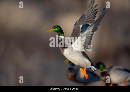 Canards colverts dans le bois inondé un jour d'hiver Banque D'Images