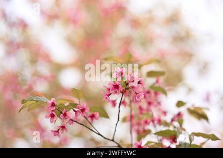 Rose Wild cerisier en fleurs de l'Himalaya fleurissant sur les branches Banque D'Images