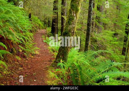 Sentier des Chutes du Kentucky, Kentucky Falls Zone d'intérêt spécial, forêt nationale de Siuslaw, Oregon Banque D'Images