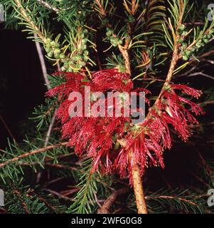 ROUGE FLORAISON CALOTHAMNUS QUADRIFIDUS COMMUNÉMENT CONNU SOUS LE NOM DE BOTTLEBRUSH UNILATÉRAL OU BUISSON NET COMMUN, UN ARBUSTE ORIGINAIRE D'AUSTRALIE. Banque D'Images