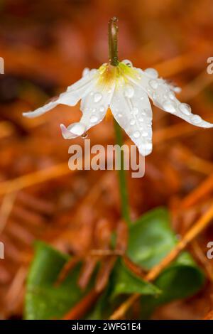 Lily Avalanche avec gouttes le long sentier indien pionnier, forêt nationale de Siuslaw, Oregon Banque D'Images