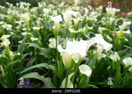 Calla Lily fleurs en fleurs pour fond de nature. Banque D'Images