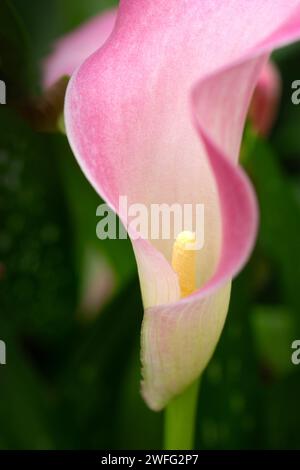 Calla Lily fleurs en fleurs pour fond de nature. Banque D'Images