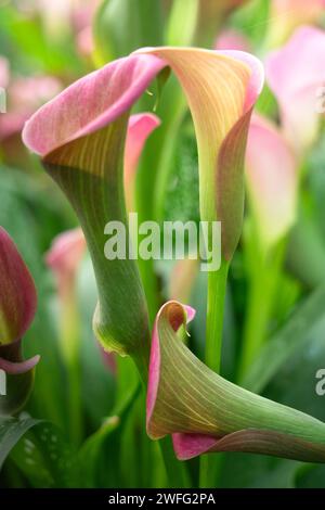 Calla Lily fleurs en fleurs pour fond de nature. Banque D'Images